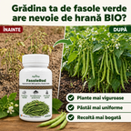 FasoleRod, 100ml