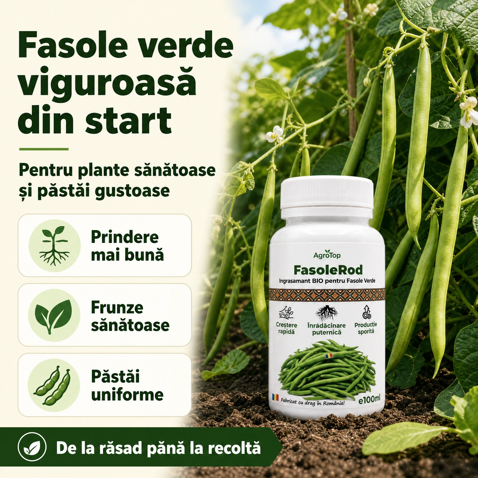 FasoleRod, 100ml