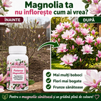 Puterea Magnoliilor, 100ml