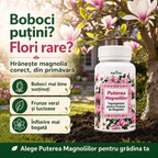 Puterea Magnoliilor, 100ml