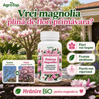 Puterea Magnoliilor, 100ml