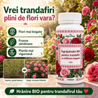 Îngrășământ BIO pentru trandafiri cu înflorire bogată, 100 ml
