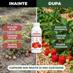 CapsuBoost, 1L