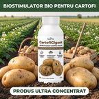 CartofiGigant, 1L buc.