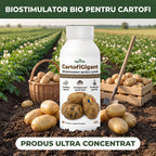 CartofiGigant, 1L buc.