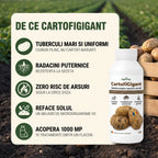CartofiGigant, 1L buc.