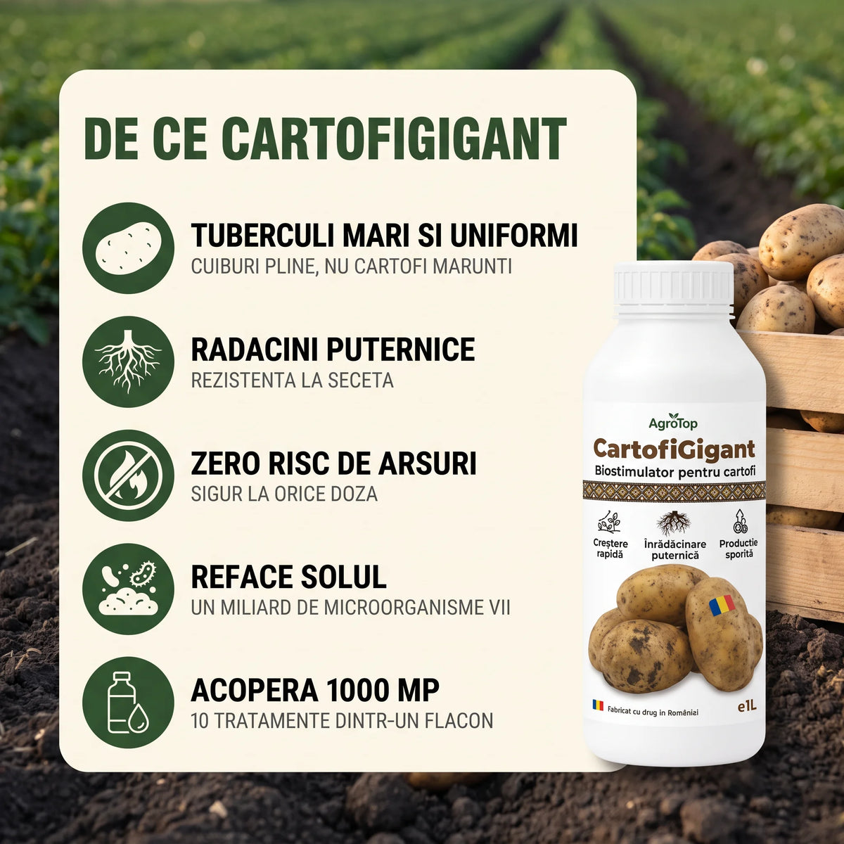CartofiGigant, 1L buc.