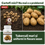 CartofiGigant, 100ml buc.