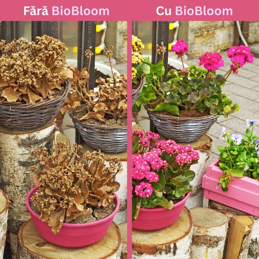 BioBloom – Explozie de flori în ghiveci, 100ml