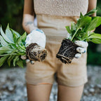 BioRoot - Biostimulator de inradacinare pentru rasaduri, butasi si arbusti fructiferi, 250ml