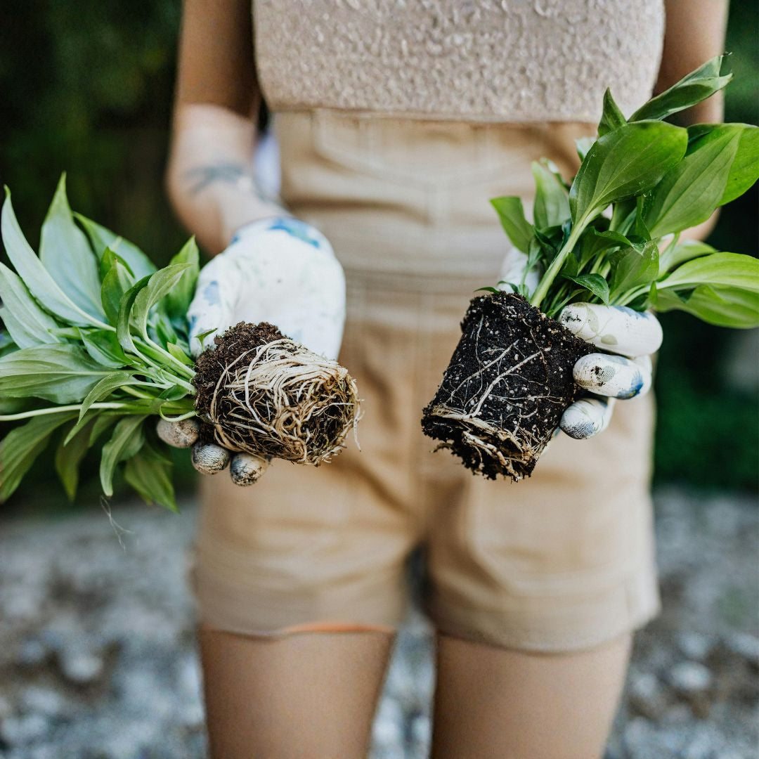 BioRoot - Biostimulator de inradacinare pentru rasaduri, butasi si arbusti fructiferi, 250ml