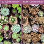 FlowerCandy - Ingrasamant pentru plante suculente cu eliberare lenta, 5g