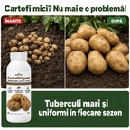 CartofiGigant, 1L buc. - l