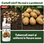 CartofiGigant, 1L buc.