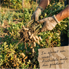 Seminte Alune de pamant cu coaja, Arahide