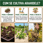 Seminte Alune de pamant cu coaja, Arahide