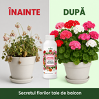 (failed) Secretul Muscatelor