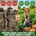 Seminte Alune de pamant cu coaja, Arahide