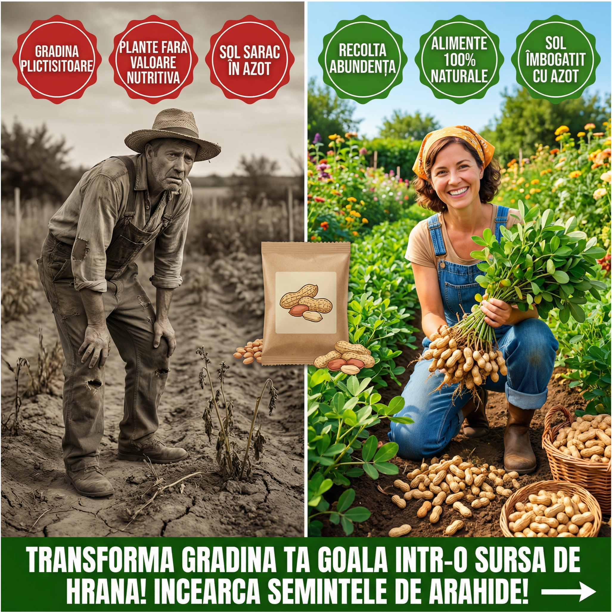 Seminte Alune de pamant cu coaja, Arahide