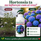 Ingrasamant BIO lichid pentru hortensii, 1L