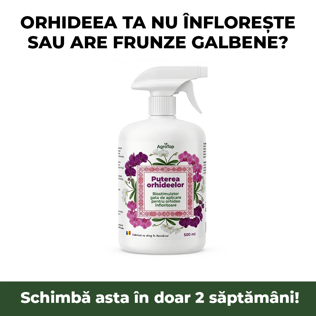Puterea Orhideelor 500 ml