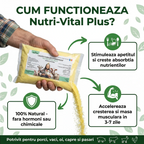 Nutri-Vital - l