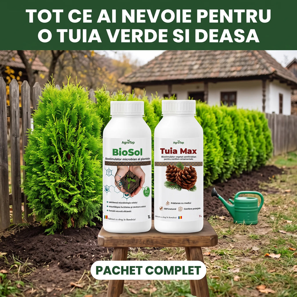 Pachet "Conifere & Sol Sanatos"