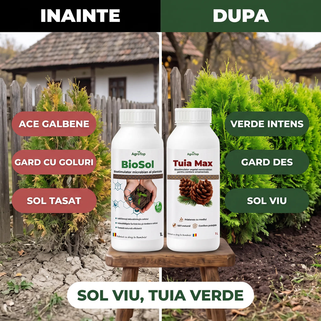 Pachet "Conifere & Sol Sanatos"