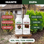 Pachet "Conifere & Sol Sanatos"