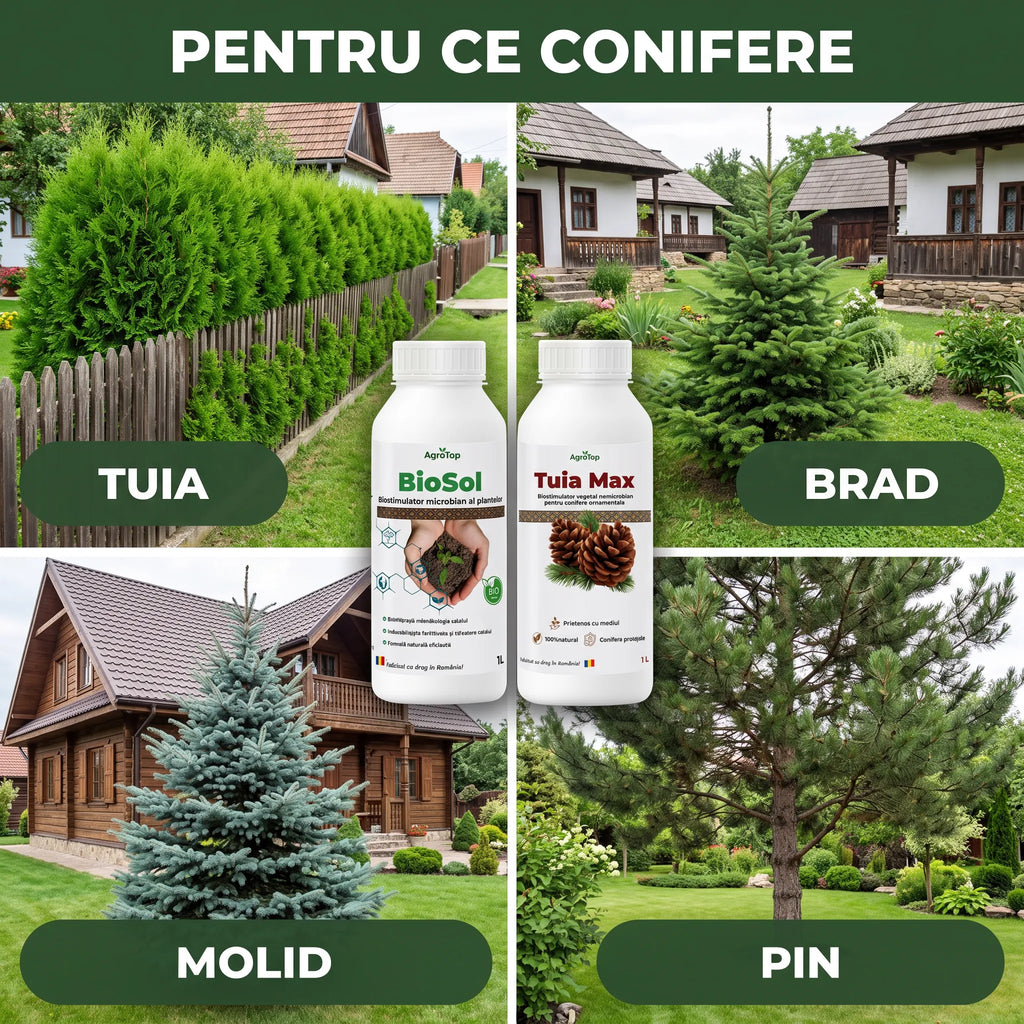 Pachet "Conifere & Sol Sanatos"