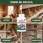 PăduStop