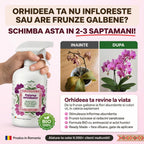 Puterea Orhideelor 500 ml - l