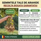 Seminte Alune de pamant cu coaja, Arahide