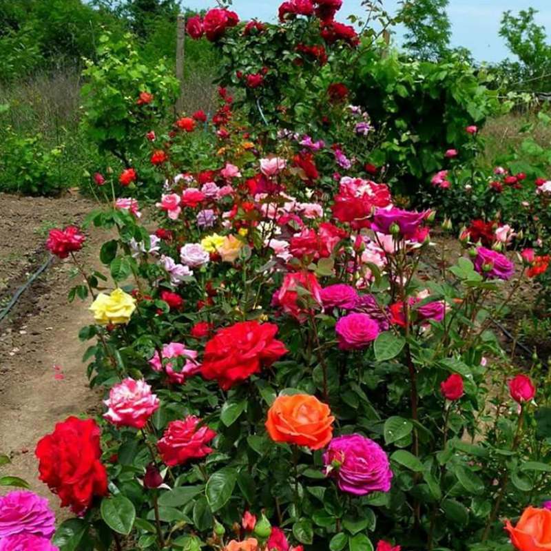 Set 10 buc. Seminte de Trandafiri Multicolori RoseBloom