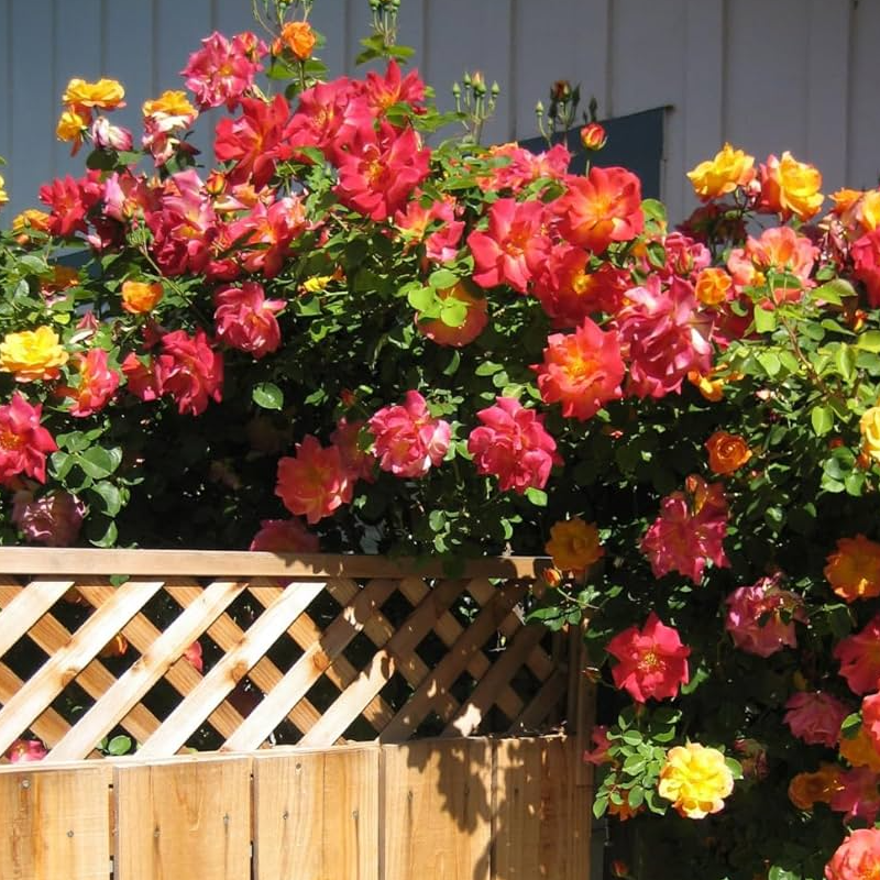 Set 10 buc. Seminte de Trandafiri Multicolori RoseBloom