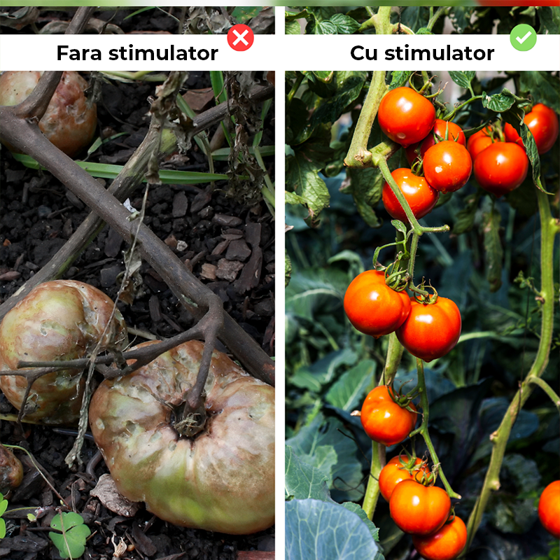 Stimulator de legare si rodire pentru tomate, 250 ml